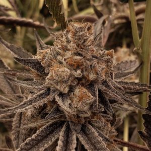 Black Leaf Genetics – Mud Lake (Feminized) - Image 2