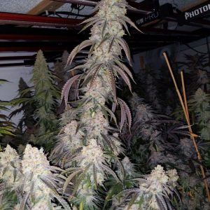 Black Leaf Genetics – Peaches & Mud (Feminized) - Image 2