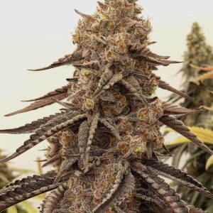Black Leaf Genetics – Texas Bag (Feminized) - Image 2