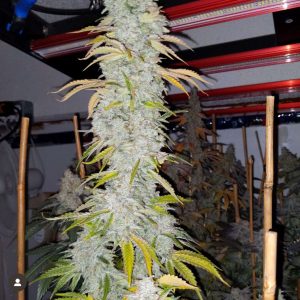 Black Leaf Genetics – Texas Glue (Feminized) - Image 2