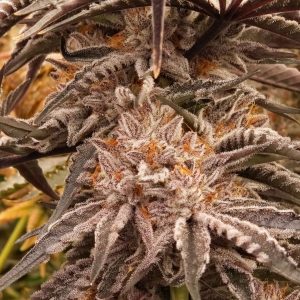 Black Leaf Genetics – Texas OG (Feminized) - Image 2