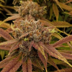 Black Leaf Genetics – Unicorn Mud (Feminized) - Image 2