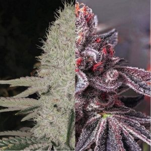 Ethos – Zoap Duet (Feminized) - Image 2