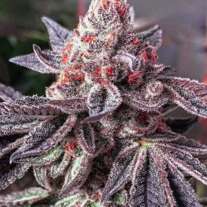 Ethos – Zoap Duet (Feminized) - Image 3