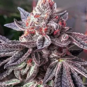 Ethos - Cherry Zoap R1 (Feminized)