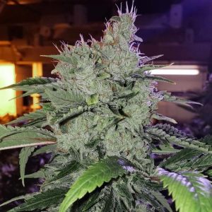 Ethos – Chem Funk R1 (Feminized) - Image 2