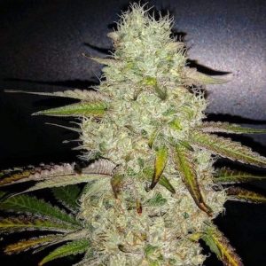 Ethos – Toasted R1 (Feminized) - Image 2