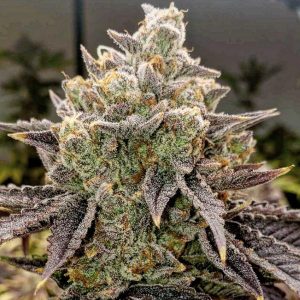 Ethos – Bubble Gummy Auto (Feminized) (Autoflower) - Image 2
