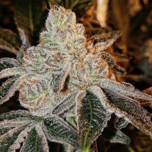 Ethos – Johnny Dang R1 (Feminized) - Image 2