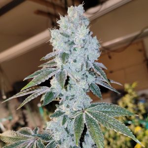 Ethos – Voila Auto Rbx5 (Feminized) (Autoflower) - Image 2