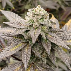 Elev8 Seeds – Knotty Fruit (Feminized) - Image 2