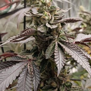 Elev8 Seeds – Nerds Rope S1 (Feminized) - Image 2