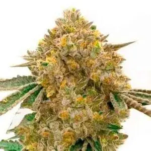 buy cannabis seeds at Brotanical gardens