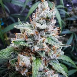 buy cannabis seeds at Brotanical gardens