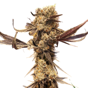 Ethos – Dip N Stax Rbx1 (Feminized) - Image 2