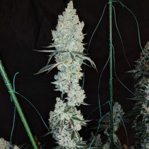 Ethos – Lemon Cherry Pie R1 (Feminized) - Image 2