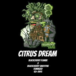 In House Genetics – Citrus Dream (Feminized)
