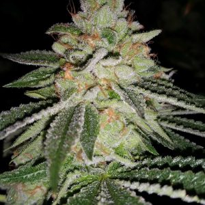 Sin City Seeds – Blue Lime Pie (Feminized) - Image 2