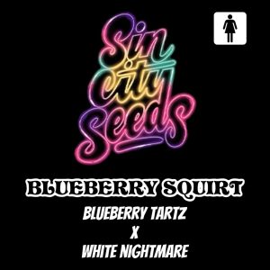 Sin City Seeds – Blueberry Squirt (Feminized)