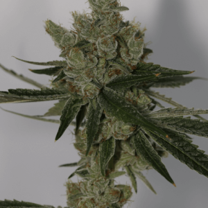 Sin City Seeds – Deep Space Lime (Feminized) - Image 2