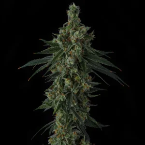 Sin City Seeds – Frozen Papaya (Feminized) - Image 2