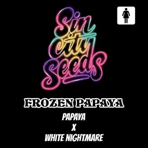 Sin City Seeds – Frozen Papaya (Feminized)