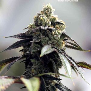 Sin City Seeds – Juicy Runtz (Feminized) - Image 2