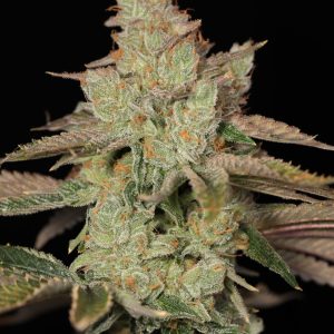 Sin City Seeds – Key Lime Pie S1 (Feminized) - Image 2