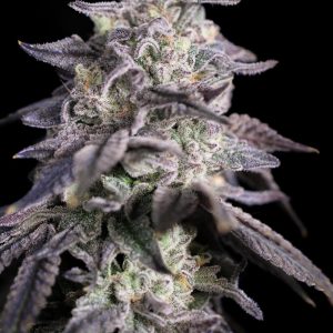 Sin City Seeds – Kushmints x Blue Power (Feminized) - Image 2
