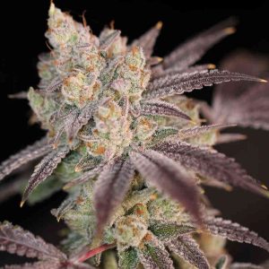 Sin City Seeds – Modified Mints (Feminized) - Image 2