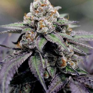 Sin City Seeds – Nocturnal Nectar (Feminized) - Image 2
