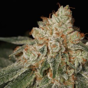 Sin City Seeds – Papaya & Lime (Feminized) - Image 2