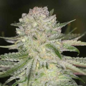 Sin City Seeds – Power Nap (Feminized) - Image 2