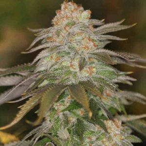 Sin City Seeds – Raskal Berries F2 (Feminized)