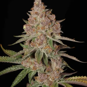 Sin City Seeds – Rio Frio (Feminized) - Image 2