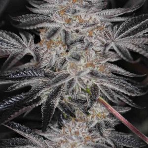 Sin City Seeds – Sinmint Cookies (Feminized) - Image 2