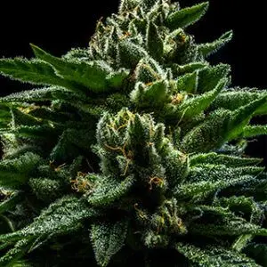 Ripper Seeds - DO-G  - 5 (Feminized)