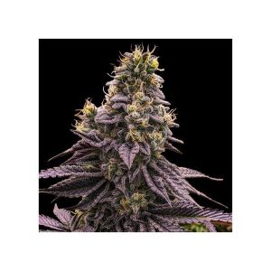 Ripper Seeds - Zombie Bride  - 3 (Feminized)