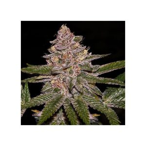 Ripper Seeds - Radical Juice  - 3 (Feminized)
