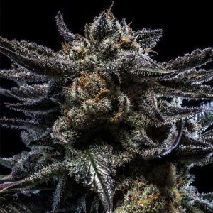 Ripper Seeds - Zombie Kush Auto  - 5 (Autoflower)