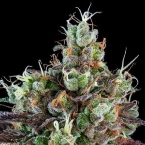 Ripper Seeds - Sour Ripper Auto  - 5 (Autoflower)