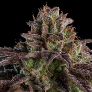 Ripper Seeds - Kmintz Auto  - 5 (Autoflower)