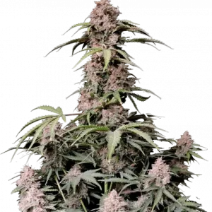 420 Fast Buds – Amnesia Zkittlez Auto (Autoflower)