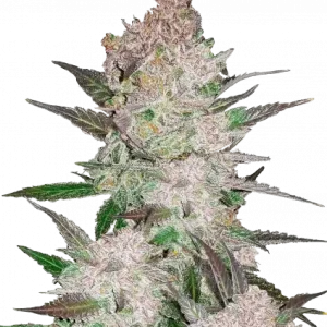 420 Fast Buds – Cream Cookies Auto (Autoflower)