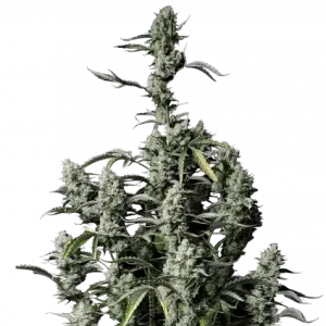 420 Fast Buds – Gorilla Zkittlez Auto (Autoflower)