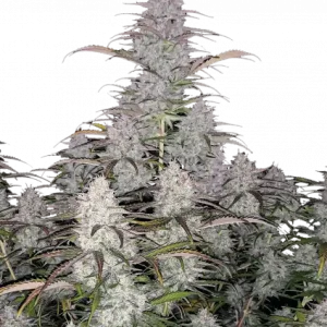 420 Fast Buds – Green Crack Auto (Autoflower)