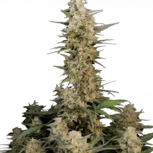 420 Fast Buds – Original Critical Auto (Autoflower)