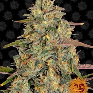 Barney’s Farm – Amnesia Lemon (Feminized)