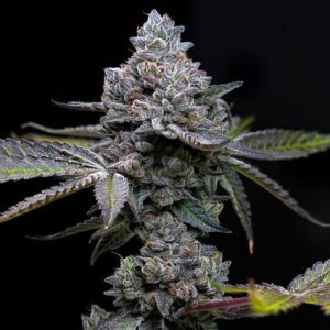 Barney’s Farm – Apple Fritter (Feminized)