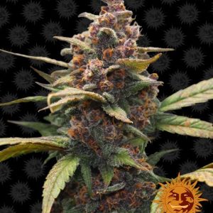 Barney’s Farm – Ayahuasca Purple (Feminized)